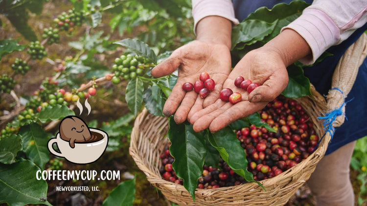 Coffee My Cup Organic & Sustainable Coffee