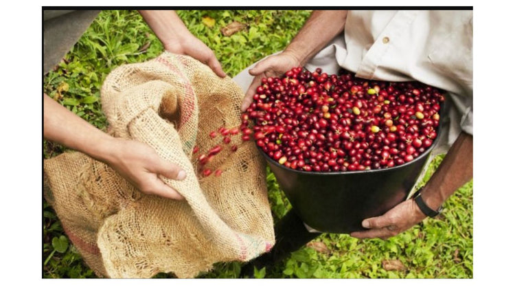 Coffee My Cup Single Origin Selections