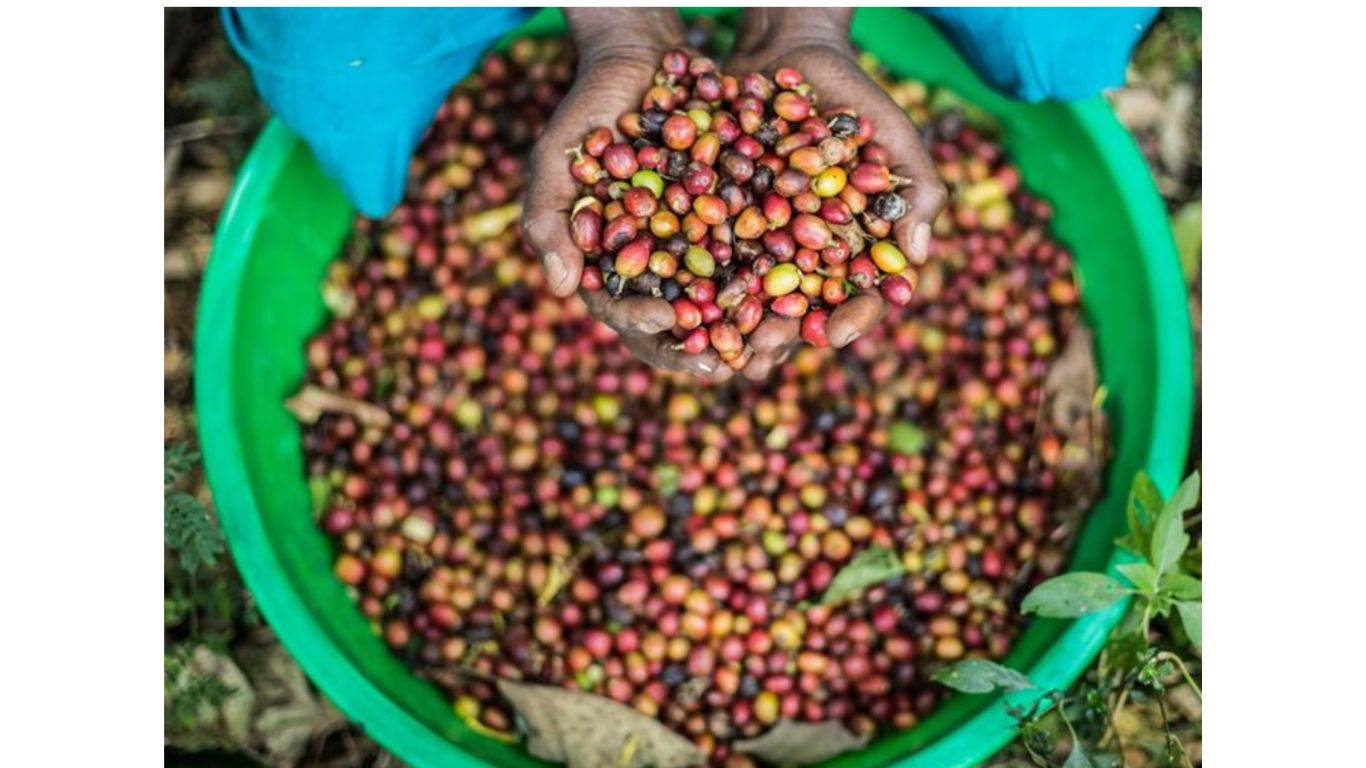Coffee My Cup: Kenya Single Origin Coffee (Copy) - Coffee My Cup
